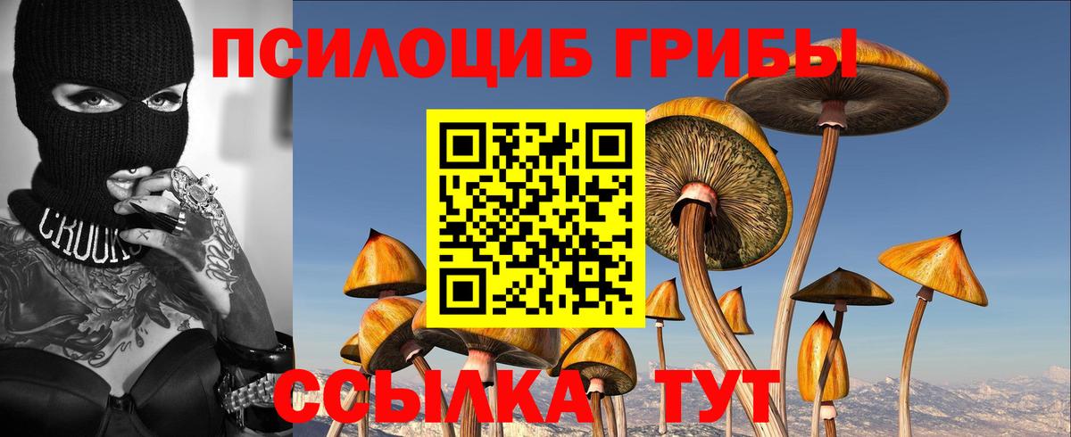 Галлюциногенные грибы Psilocybe Гусиноозёрск